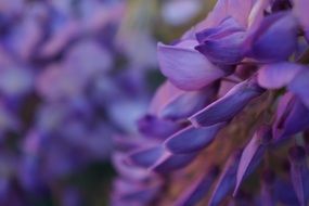blue glycine flower in a garden