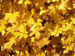 bright autumn foliage of mountain maple in the sunlight