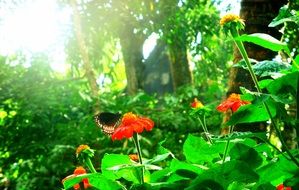 black butterfly on a red flower in the countryside