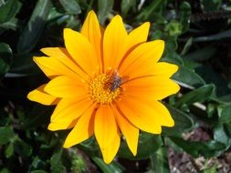 Fly on the beautiful orange and yellow gradient flower