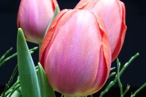 three pink tulips bud