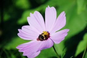 Colorful bumblebee on the beautiful blooming flower