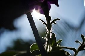 purple flower under the rays of the sun in Sri Lanka