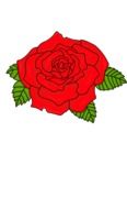 Red rose flower draft