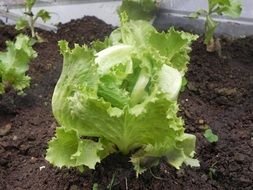 Green salad plants