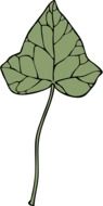 green ivy leaf, drawing