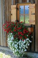 window decorated by petunia flowers