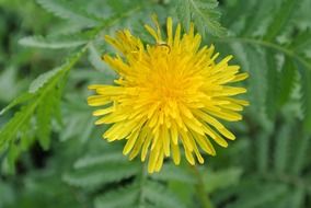 striking dandelion crown