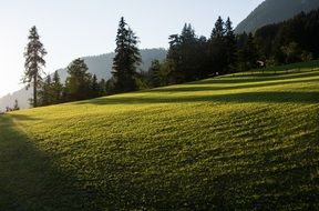 sunset tree shadow on green grass