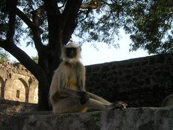 Cute monkey near the tree in India