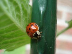 ladybug on a dark green plant