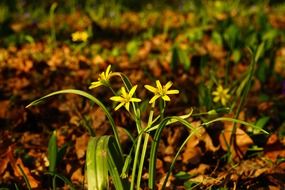 yellow star in the meadow
