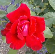 red rose bulb in the garden