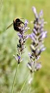 insect and lavender on a blurred background