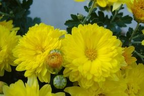 large yellow flowers in the garden