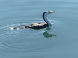 two-color cormorant swims in a pond