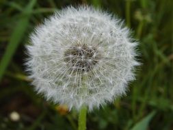 Macro photo of the dandelion on the meadow