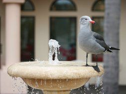 seagull on a small fountain close up