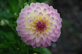 ideal pink lilac macro