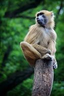 A monkey sitting on a tree trunk in the forest