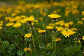 Yellow blooming flowers