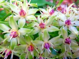 exotic white pink flowers in the greenhouse