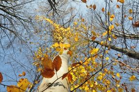 autumn birch in the forest