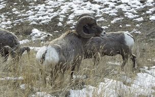 brown bighorn sheep in the mountains