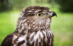 Beautiful and colorful falcon in nature