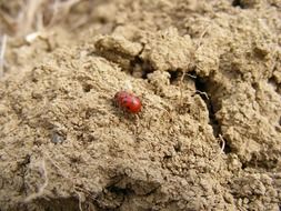 ladybug on sand on a blurred background