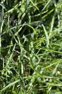water drops on green grass close up