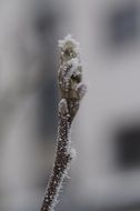 bud covered with ice