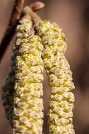 hazelnut in spring close-up