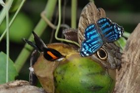 butterflies on the fruit