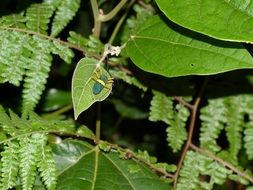 nature of Costa Rica Central America