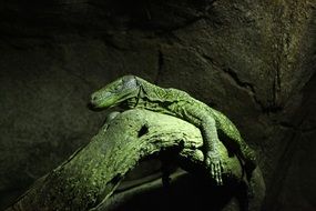 huge lizard on the wood