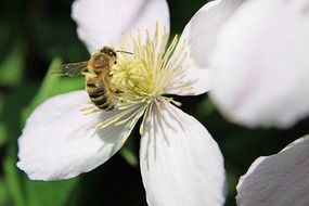 cute bee on white flower macro