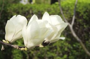 macro photo of white flowers in spring