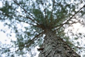 Tree branches sky view