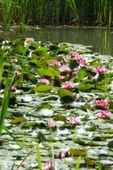 many pink water lilies on a pond close-up