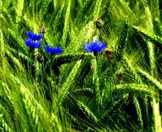 Blue cornflowers on the field