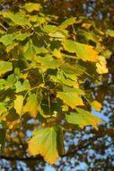 acer platanoides leaves close