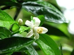 Beautiful white flowers on the green plant