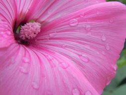 gentle and cute hibiscus