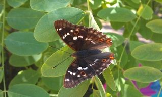 closeup picture of Limenitis populi butterfly on leaves