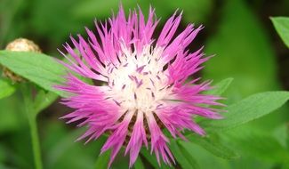 Pink flower with thin stems and green leaves