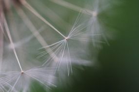 white dandelion seeds closeup