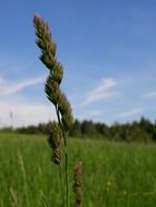 blade of grass as a spikelet