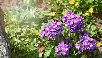 bush with lush purple flowers