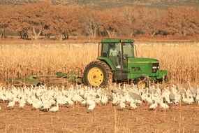 geese and tractor on the field